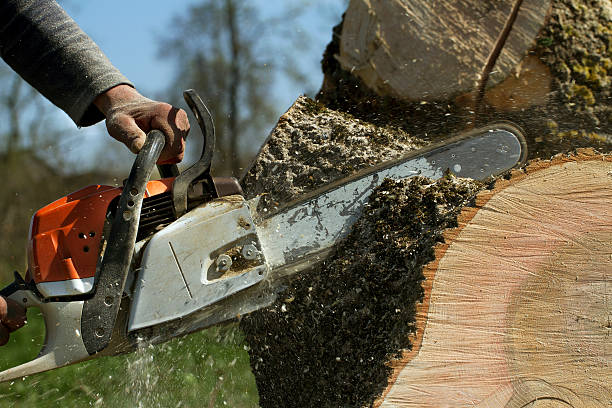 Best Stump Grinding Near Me  in Pho, IL